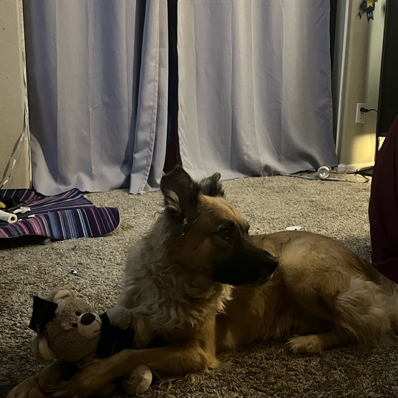 Meet your Posher, Lillian - Picture 3 of 4